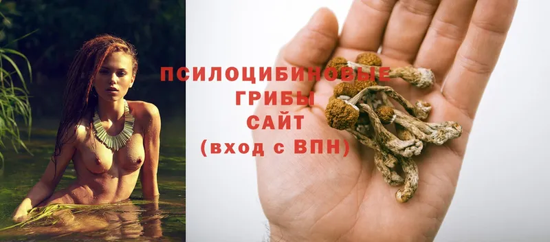 наркотики  Ленинградская  Галлюциногенные грибы MAGIC MUSHROOMS 